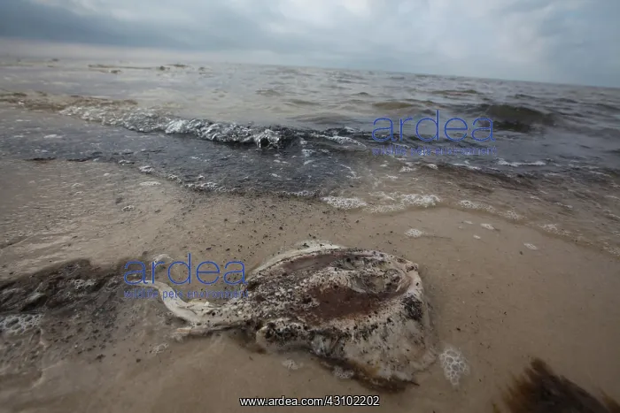 : Dead Stingray on Gulf Beach : Dead Stingray on Gulf Beach