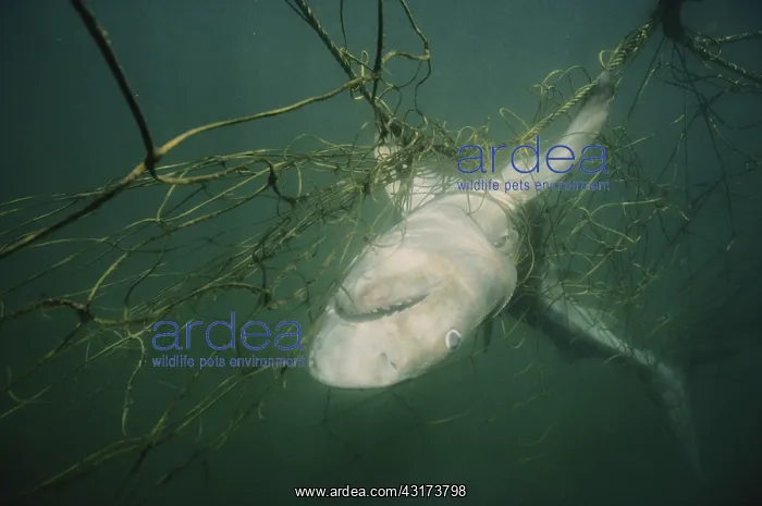 : Dead Tiger Shark : Dead Tiger Shark