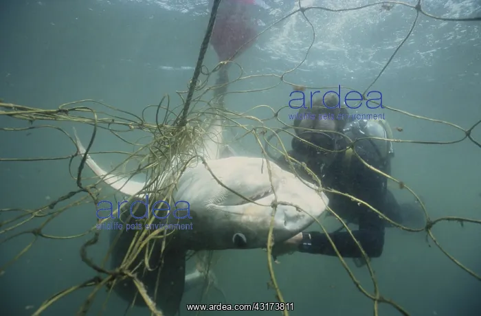: Dead Tiger Shark : Dead Tiger Shark