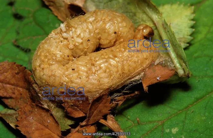 : Dead Tobacco looper moth larva - parasitised by : Dead Tobacco looper moth larva - parasitised by