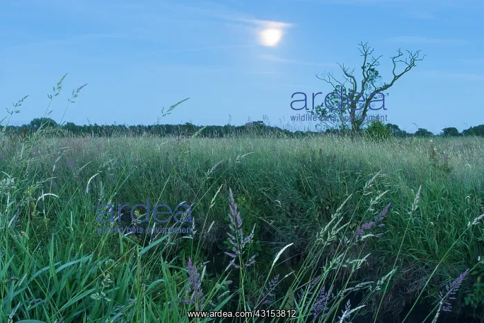  : Dead tree at the bank of a stream at dusk with moon