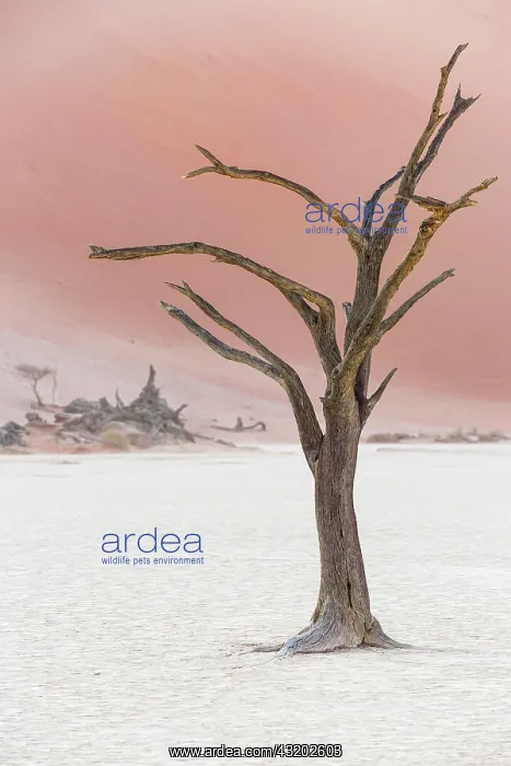: Dead tree in Deadvlei, Sossusvlei, Namibia, Africa : Dead tree in Deadvlei, Sossusvlei, Namibia, Africa