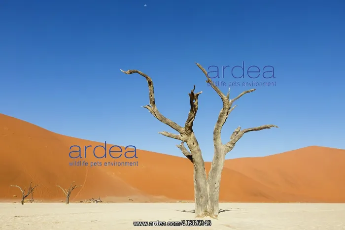 : Dead tree in Deadvlei, Sossusvlei, Namibia, Africa : Dead tree in Deadvlei, Sossusvlei, Namibia, Africa