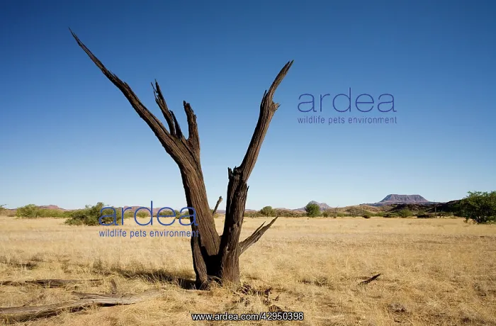 : Dead Tree - With a flat top mountain in the distance : Dead Tree - With a flat top mountain in the distance