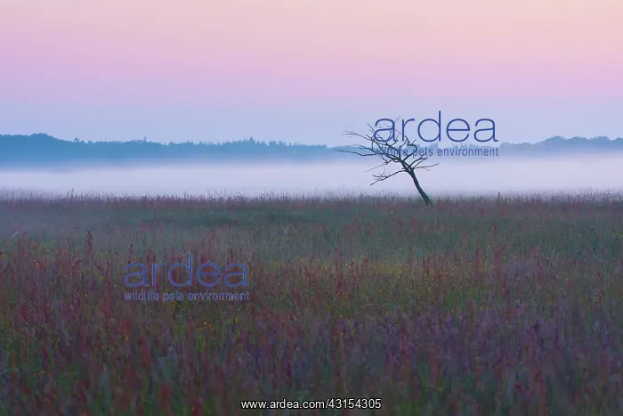 : Dead tree in a meadowfield in the mist at sunrise : Dead tree in a meadowfield in the mist at sunrise