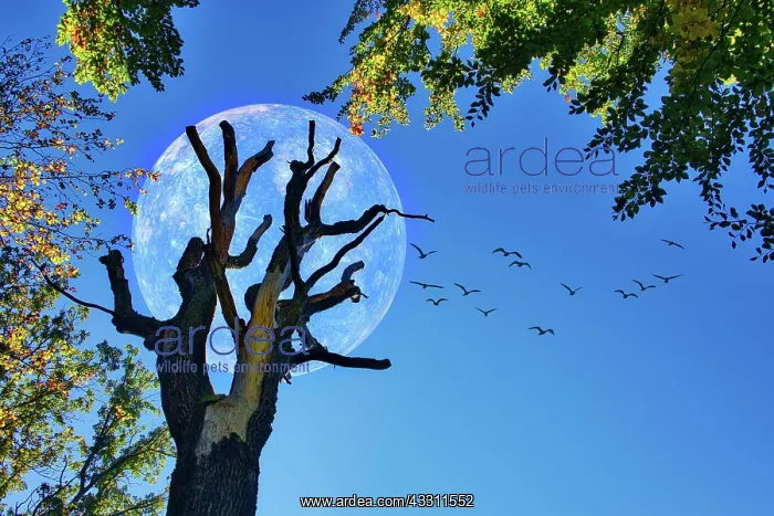 : Dead tree with Mercury and flock of birds, fantasy : Dead tree with Mercury and flock of birds, fantasy