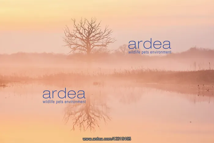  : Dead tree reflected in the water of the flooded