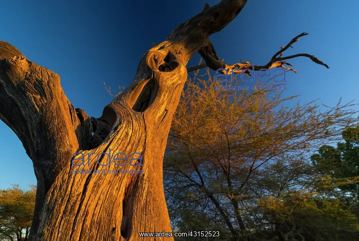 : Dead tree, Solitaire, Namib Naukluft National Park : Dead tree, Solitaire, Namib Naukluft National Park
