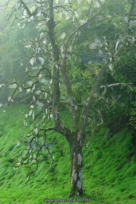 : Dead Tree with spider webs : Dead Tree with spider webs