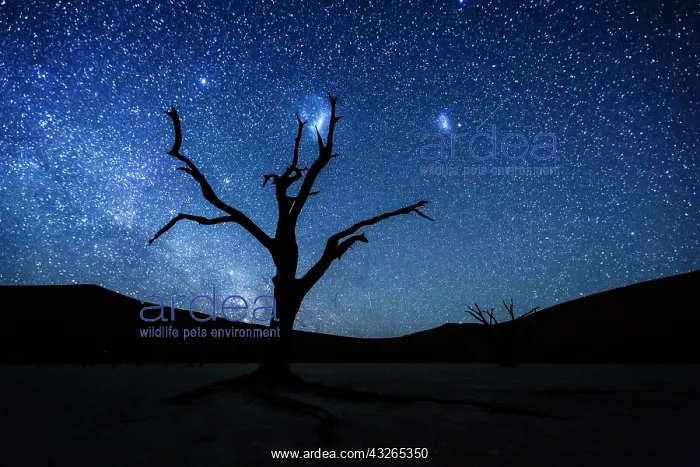 : Dead tree in front of starry sky with Milky Way : Dead tree in front of starry sky with Milky Way