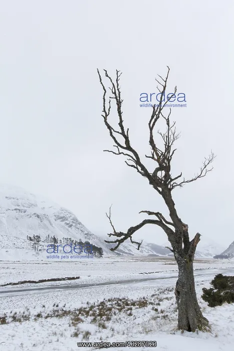 : Dead tree at Strathdearn valley in the Highlands : Dead tree at Strathdearn valley in the Highlands