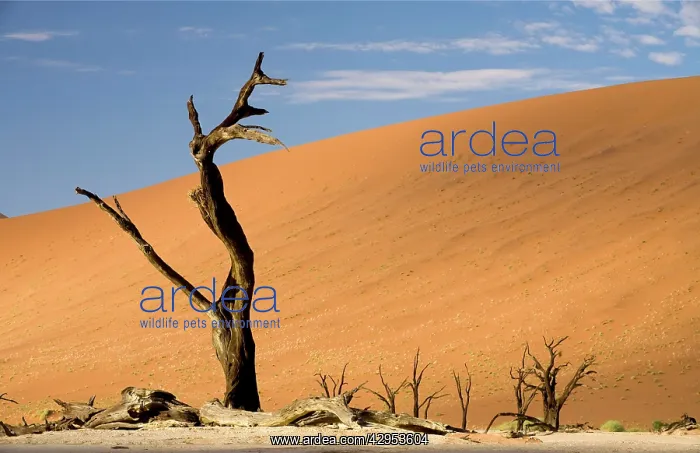: Dead Trees In Dead Vlei - Dead trees with red dunes : Dead Trees In Dead Vlei - Dead trees with red dunes