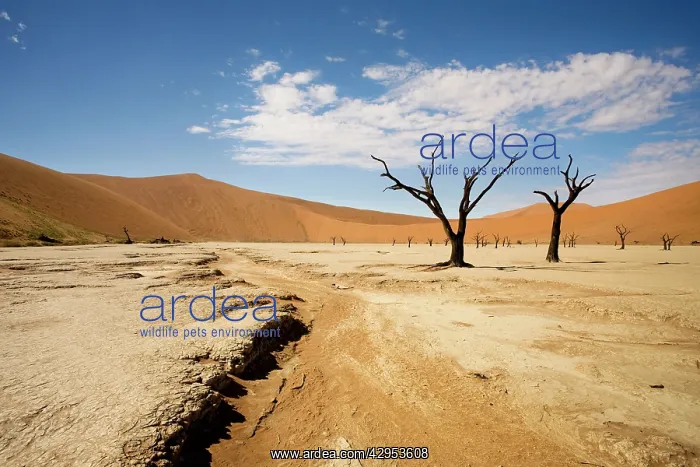 : Dead Trees In Dead Vlei - Dead trees with red dunes : Dead Trees In Dead Vlei - Dead trees with red dunes
