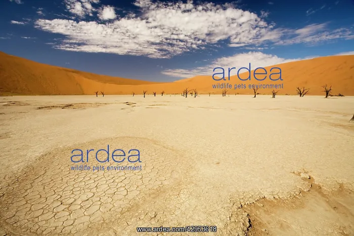 : Dead Trees In Dead Vlei - Dead trees with red dunes : Dead Trees In Dead Vlei - Dead trees with red dunes