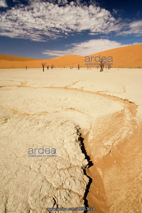 : Dead Trees In Dead Vlei - Dead trees with red dunes : Dead Trees In Dead Vlei - Dead trees with red dunes