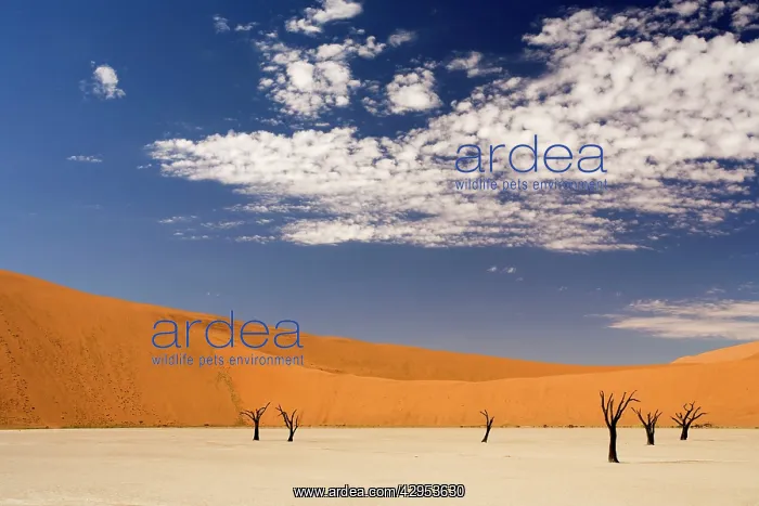: Dead Trees In Dead Vlei - Dead trees with red dunes : Dead Trees In Dead Vlei - Dead trees with red dunes
