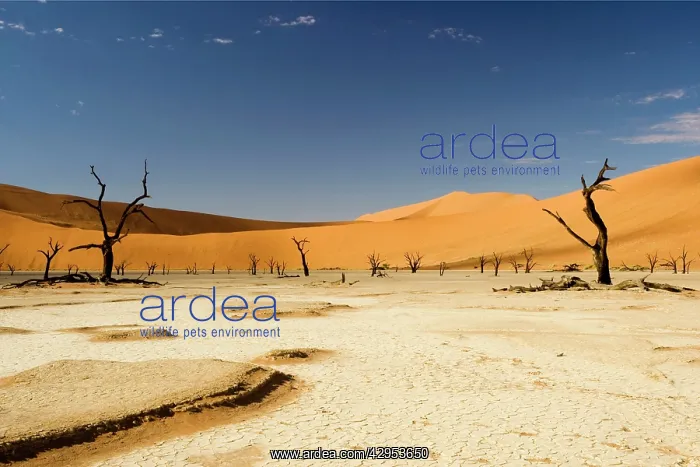 : Dead Trees In Dead Vlei - Dead trees with red dunes : Dead Trees In Dead Vlei - Dead trees with red dunes