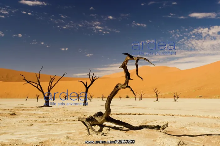 : Dead Trees In Dead Vlei - Dead trees with red dunes : Dead Trees In Dead Vlei - Dead trees with red dunes