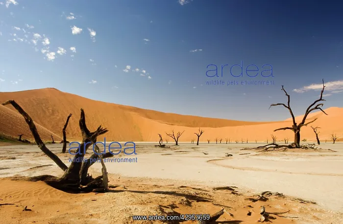 : Dead Trees In Dead Vlei - Dead trees with red dunes : Dead Trees In Dead Vlei - Dead trees with red dunes