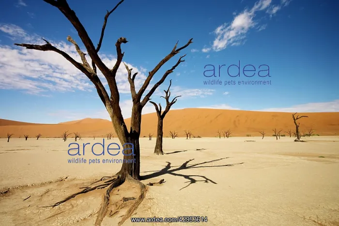 : Dead Trees In Dead Vlei - wide angle image of a : Dead Trees In Dead Vlei - wide angle image of a