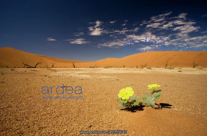 : Dead Trees In Dead Vlei - Yellow blooms in the : Dead Trees In Dead Vlei - Yellow blooms in the