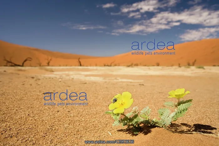 : Dead Trees In Dead Vlei - Yellow flowers blooms : Dead Trees In Dead Vlei - Yellow flowers blooms