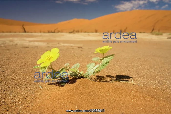 : Dead Trees In Dead Vlei - Yellow flowers blooms : Dead Trees In Dead Vlei - Yellow flowers blooms