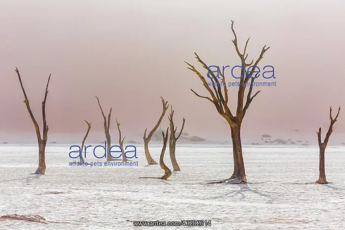 : Dead trees in Deadvlei, Sossusvlei, Namibia, Africa : Dead trees in Deadvlei, Sossusvlei, Namibia, Africa