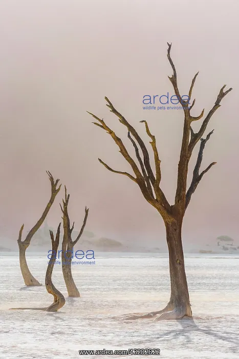 : Dead trees in Deadvlei, Sossusvlei, Namibia, Africa : Dead trees in Deadvlei, Sossusvlei, Namibia, Africa