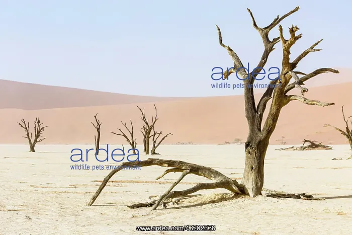 : Dead trees in Deadvlei, Sossusvlei, Namibia, Africa : Dead trees in Deadvlei, Sossusvlei, Namibia, Africa