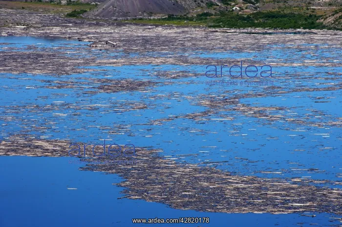 : Dead Trees killed in 1980 eruption on Spirit Lake : Dead Trees killed in 1980 eruption on Spirit Lake