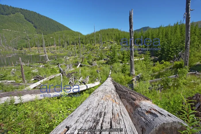 : Dead Trees killed by volcanic eruption : Dead Trees killed by volcanic eruption