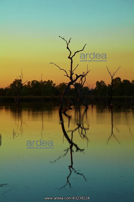 : Dead trees reflected in Lily Creek Lagoon : Dead trees reflected in Lily Creek Lagoon