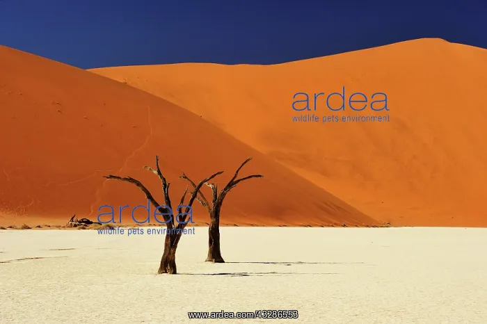 : Dead trees in the salt pan, Sossusvlei, Namib Naukluft : Dead trees in the salt pan, Sossusvlei, Namib Naukluft