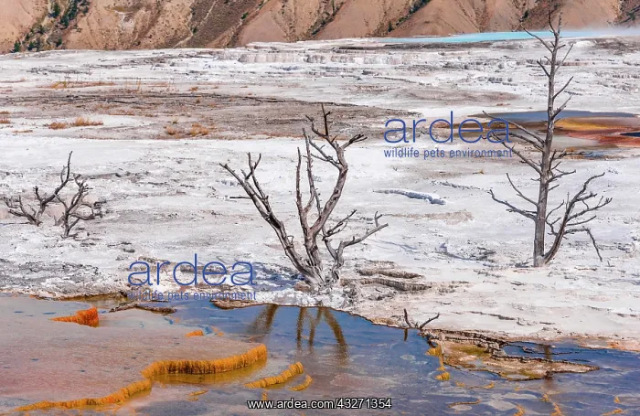 : Dead trees on sinter terraces, hot springs, orange : Dead trees on sinter terraces, hot springs, orange
