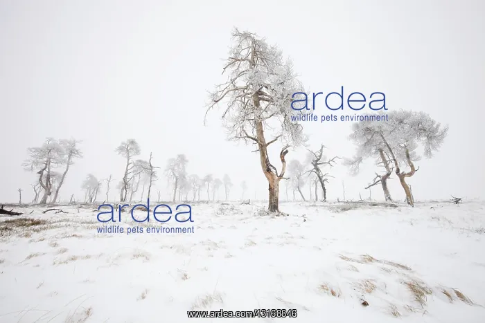 : Dead trees in snowy landscape, Belgium, LiA ge : Dead trees in snowy landscape, Belgium, LiA ge