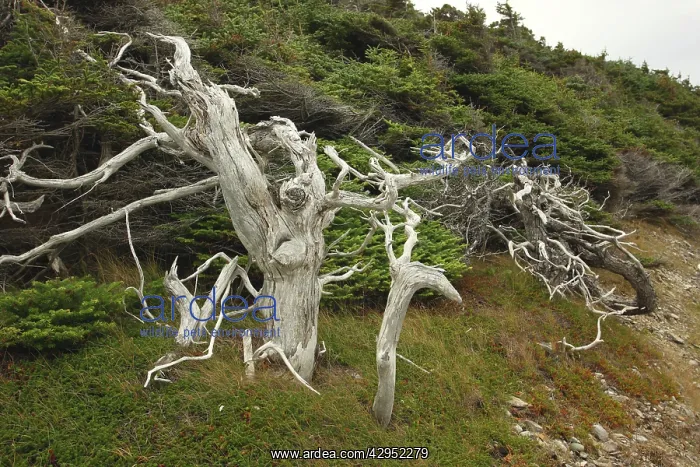 : Dead trees - at the the shore of Gros Morne National Park : Dead trees - at the the shore of Gros Morne National Park