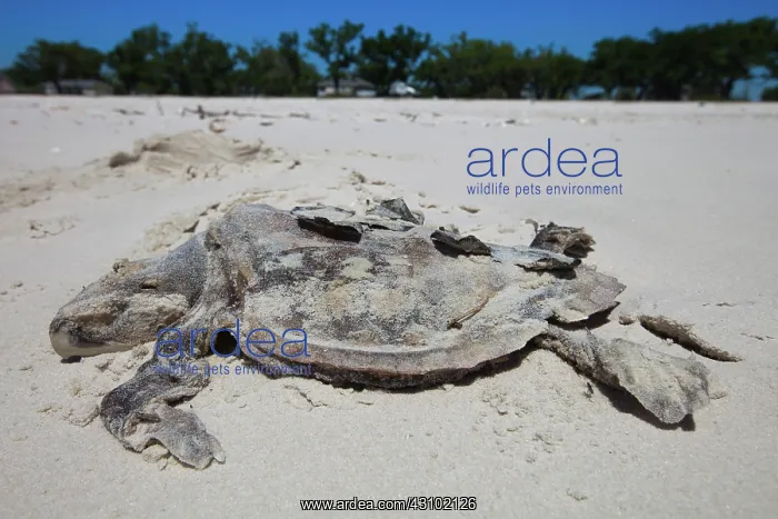 : Dead Turtle on Gulf Beach : Dead Turtle on Gulf Beach