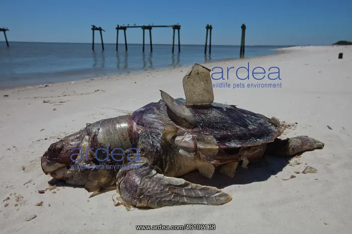 : Dead Turtle on Gulf Beach : Dead Turtle on Gulf Beach