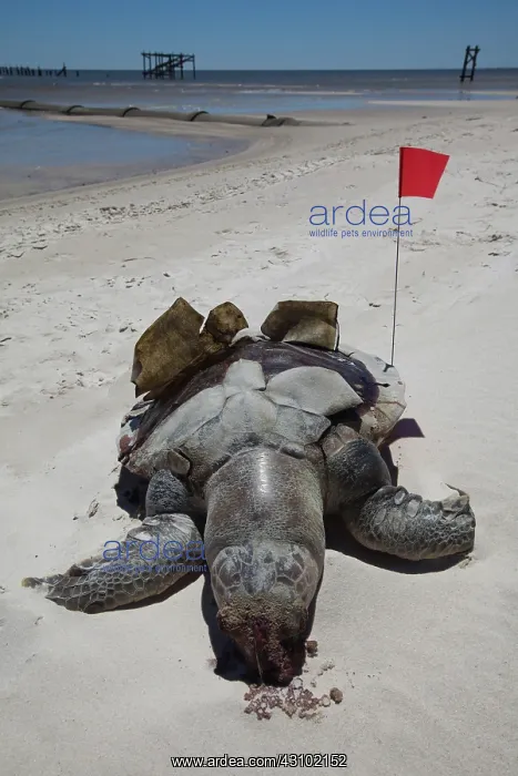 : Dead Turtle on Gulf Beach : Dead Turtle on Gulf Beach