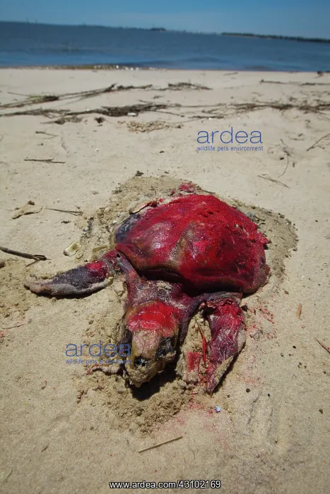 : Dead Turtle on Gulf Beach : Dead Turtle on Gulf Beach