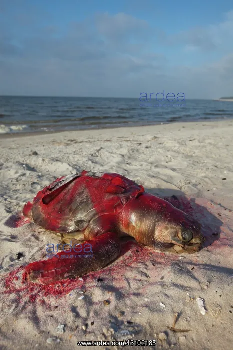 : Dead Turtle on Gulf Beach : Dead Turtle on Gulf Beach