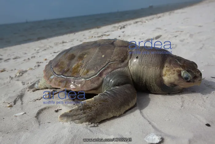 : Dead Turtle on Gulf Beach : Dead Turtle on Gulf Beach