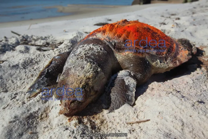 : Dead Turtle on Gulf Beach : Dead Turtle on Gulf Beach