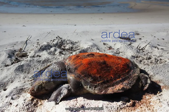 : Dead Turtle on Gulf Beach : Dead Turtle on Gulf Beach