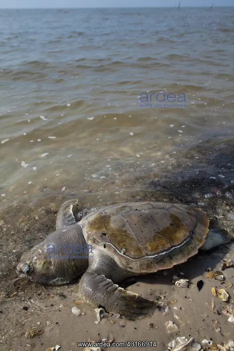  : Dead Turtle on Gulf Beach