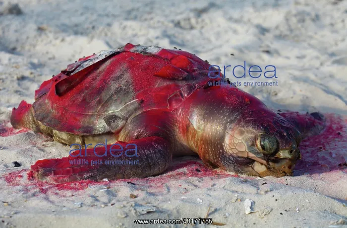 : Dead Turtle on Gulf Beach : Dead Turtle on Gulf Beach