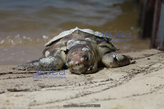 : Dead Turtle on Gulf Beach : Dead Turtle on Gulf Beach