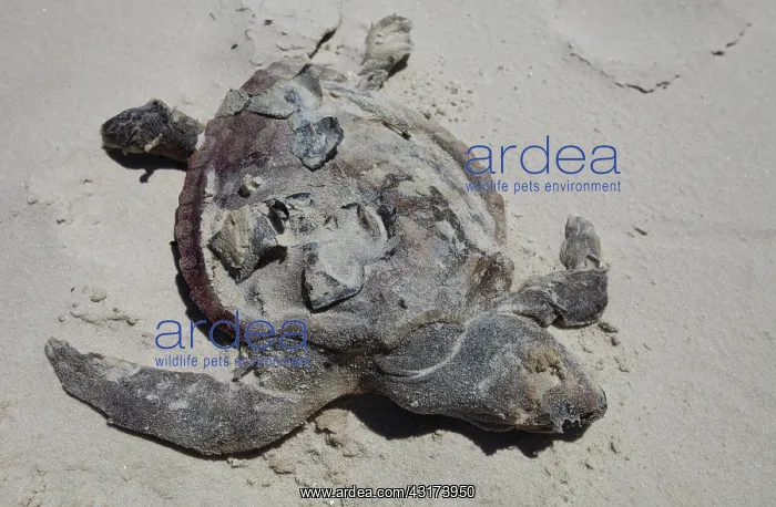 : Dead Turtle on Gulf Beach : Dead Turtle on Gulf Beach