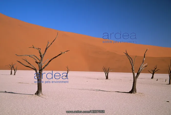  : Dead Vlei. Namibia